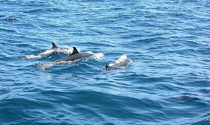A la rencontre des dauphins - Excursion